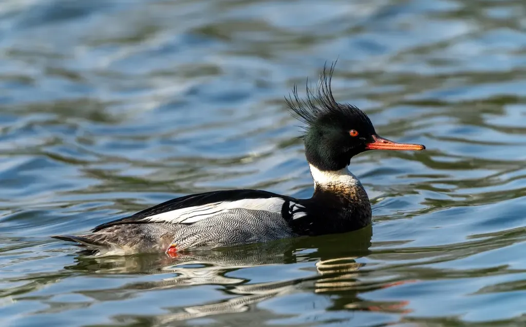Red-breasted merganser