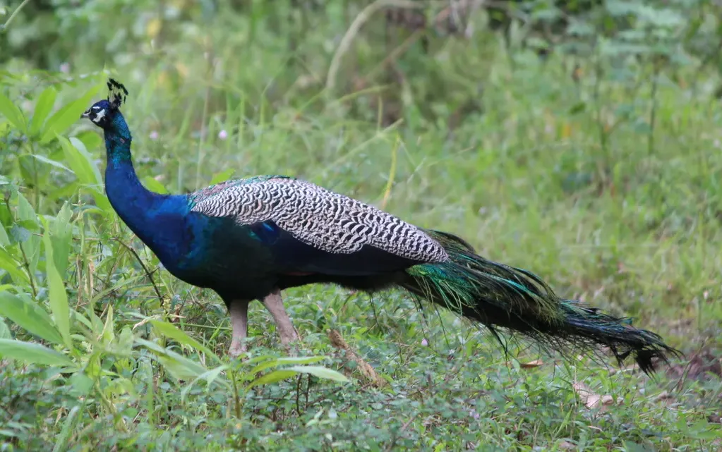 Indian peafowl