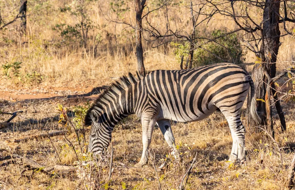 Burchell’s zebra
