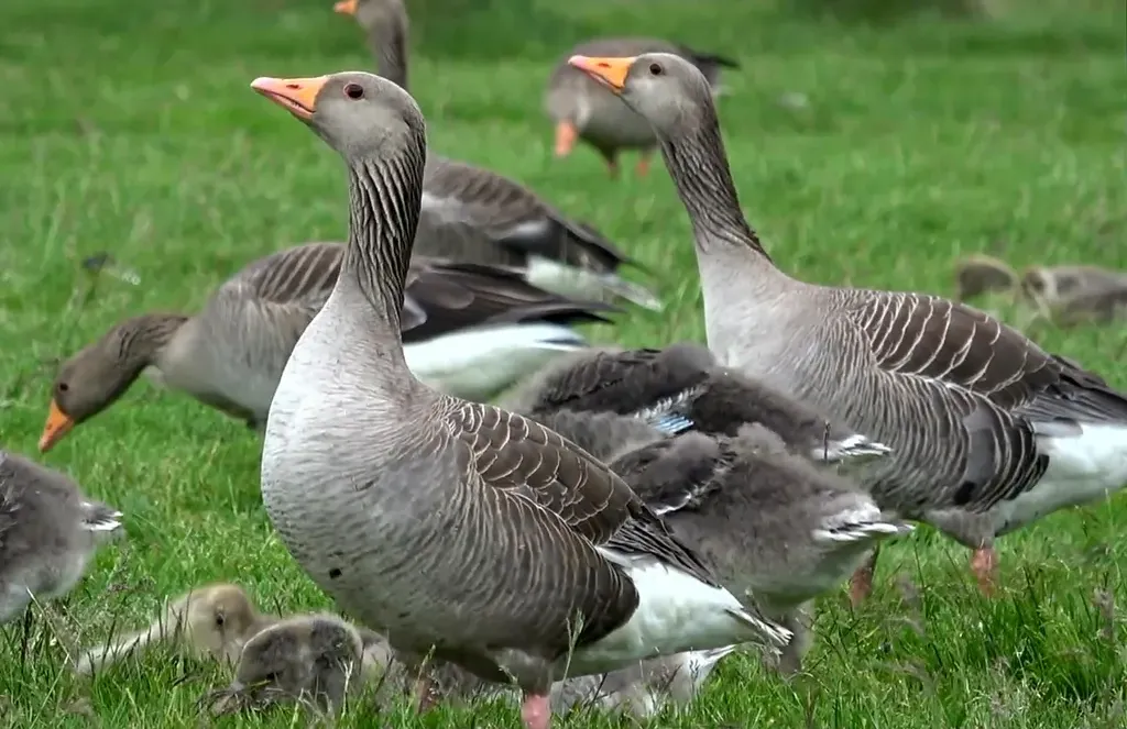 Greylag goose