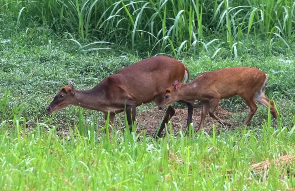 Indian muntjac