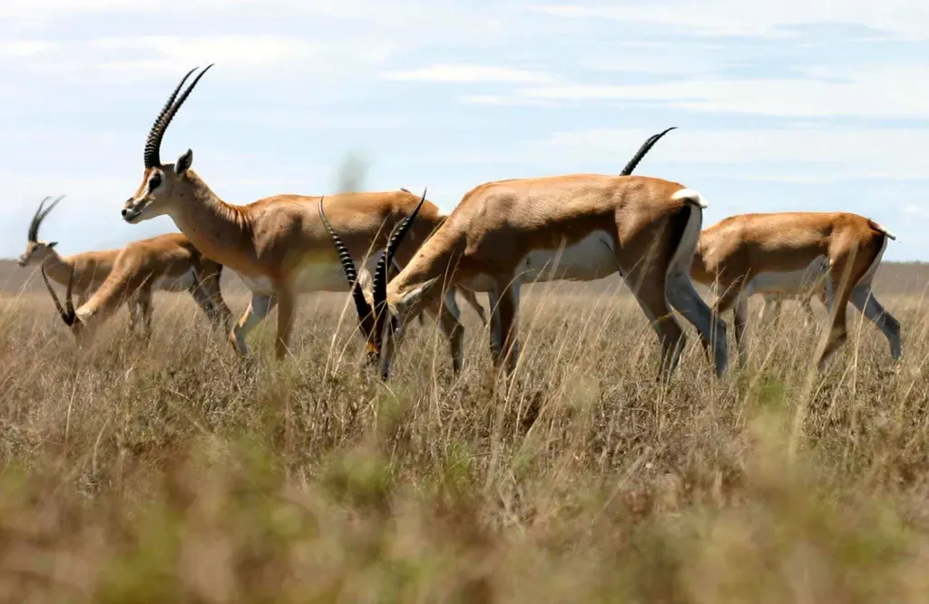 Grant’s gazelle