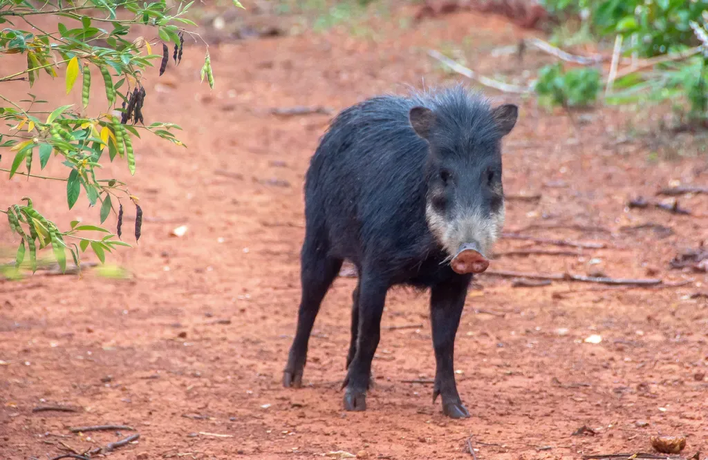 White-lipped peccary