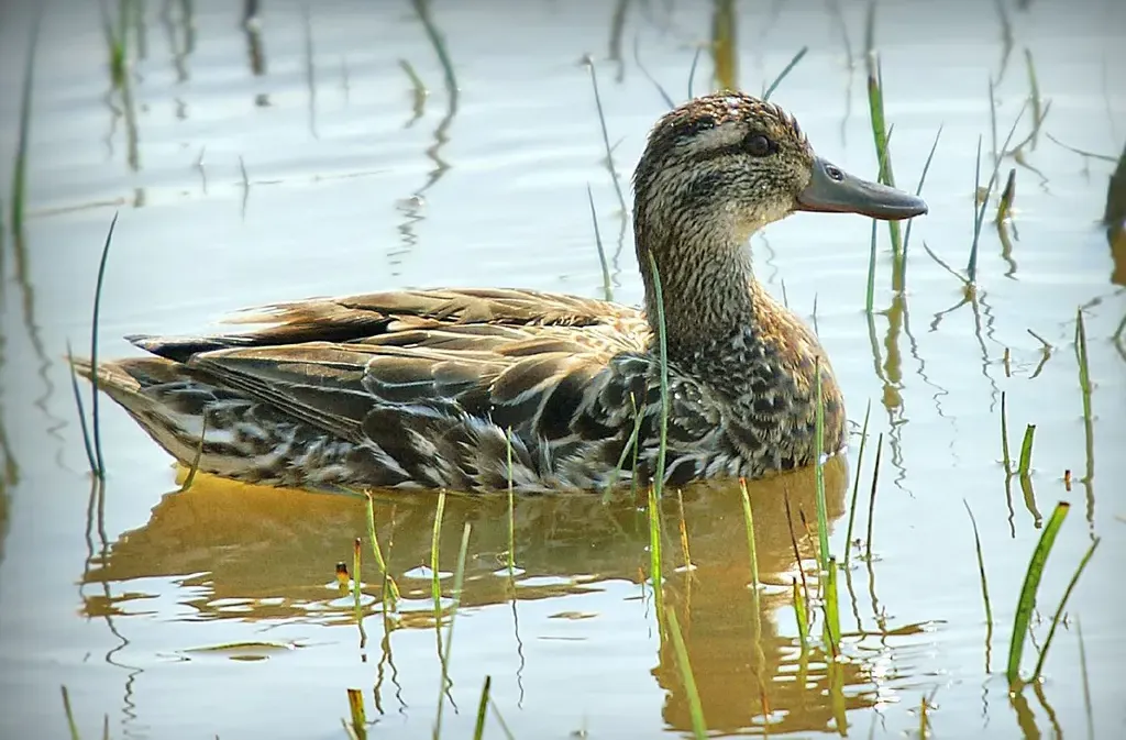Garganey
