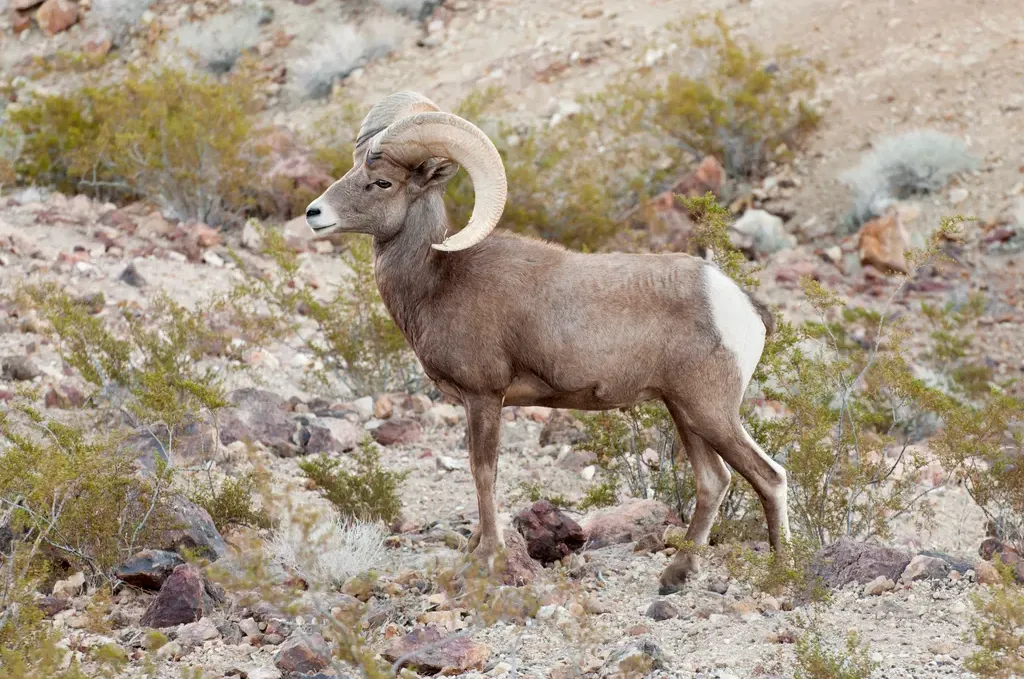 Desert bighorn sheep
