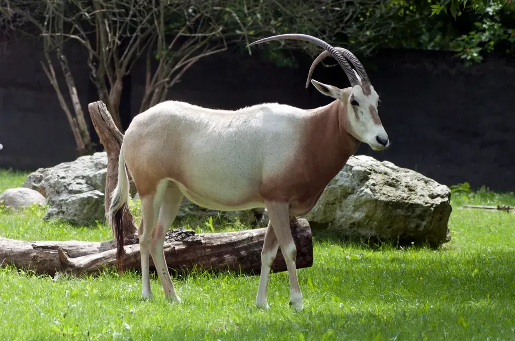 Scimitar-horned oryx