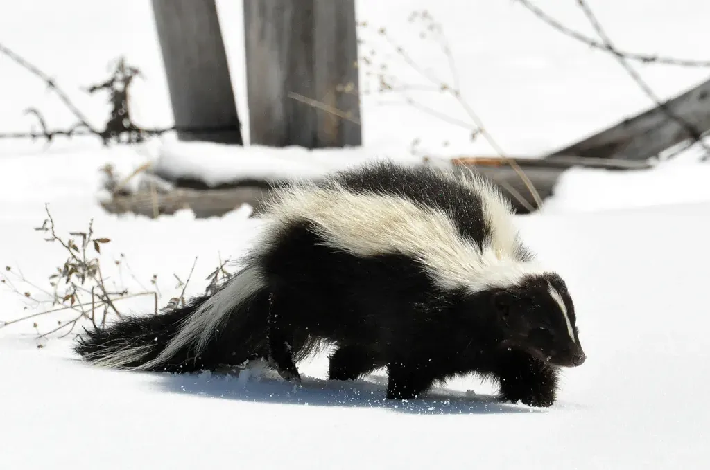Striped skunk