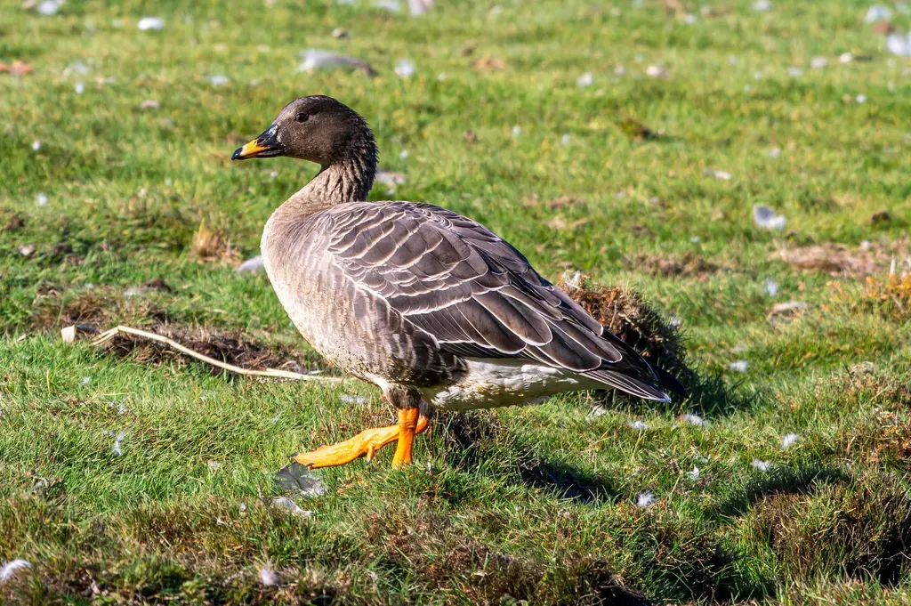 Bean goose