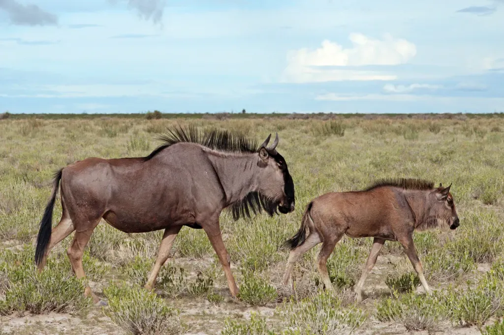 Blue wildebeest