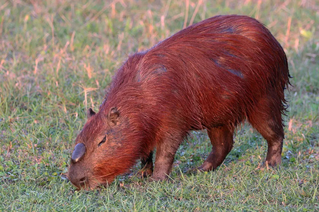 Kapybara