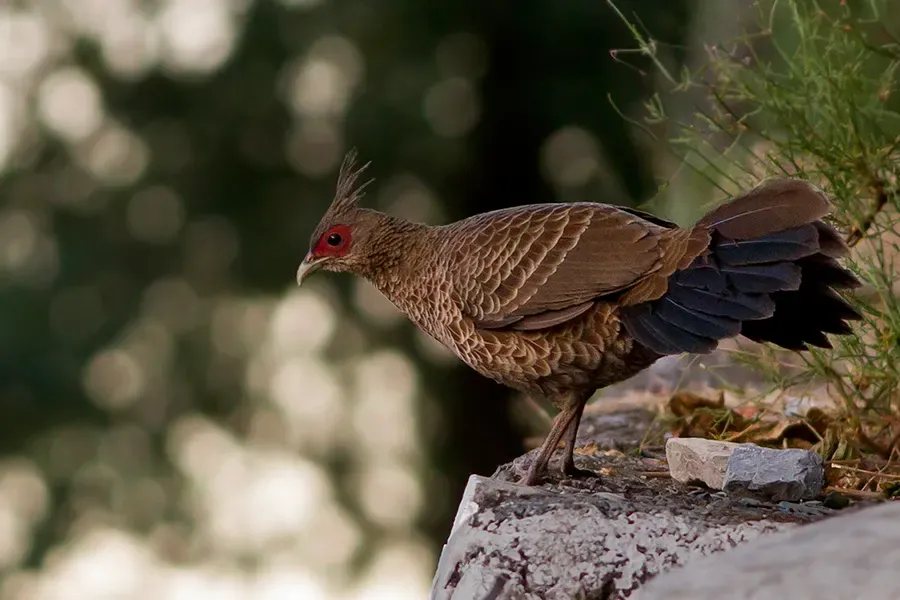 Kalij pheasant