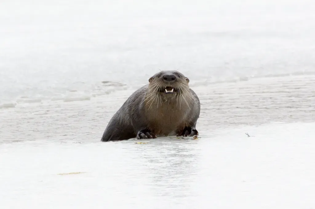 North American river otter