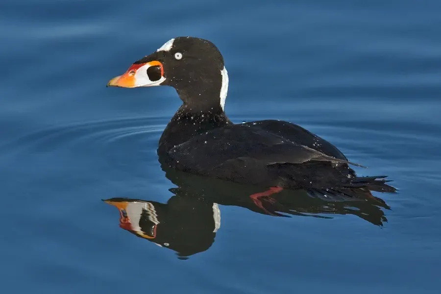 Surf scoter