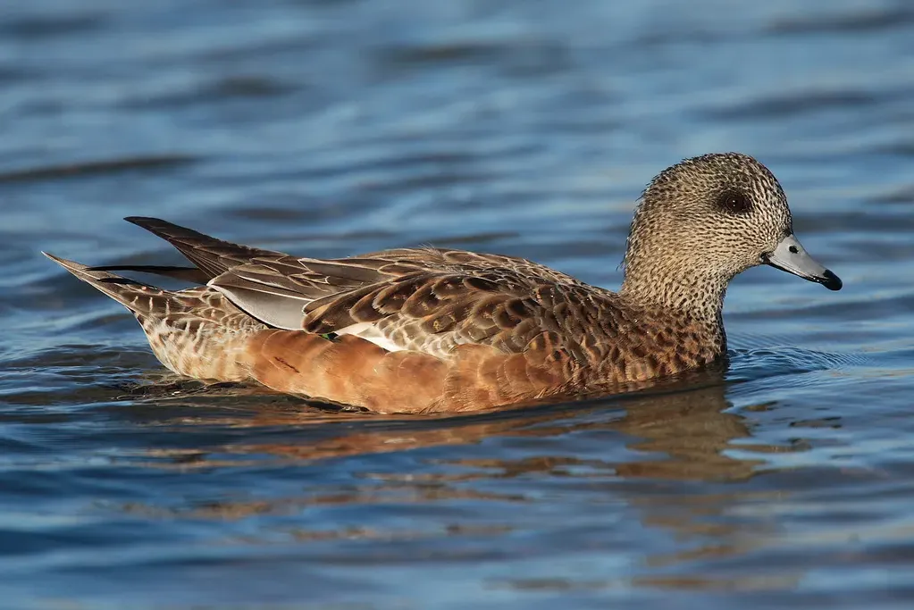 American wigeon