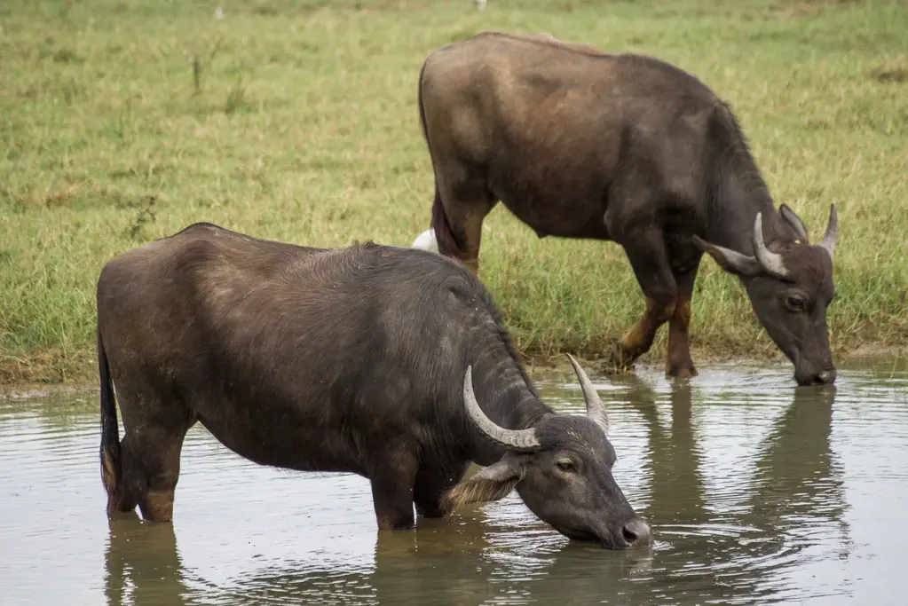Asian water buffalo