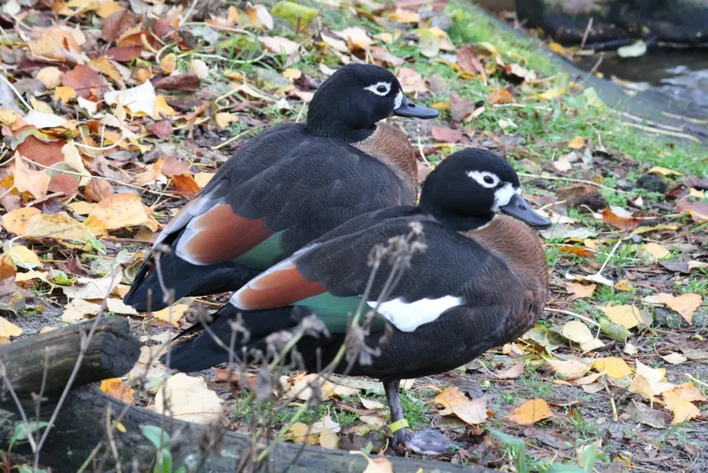 Australian shelduck