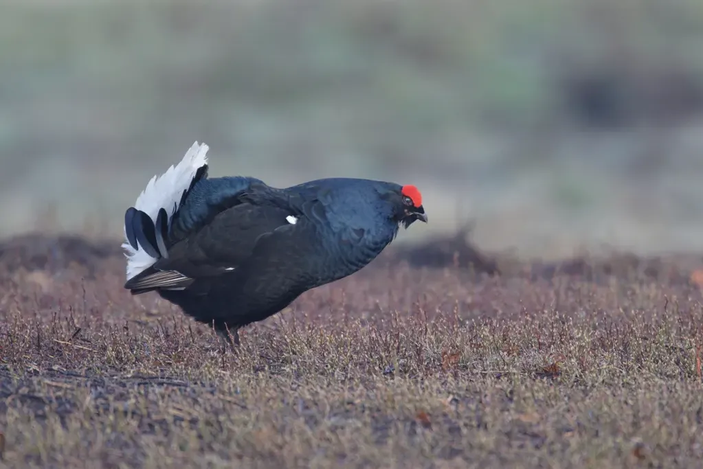 Black grouse