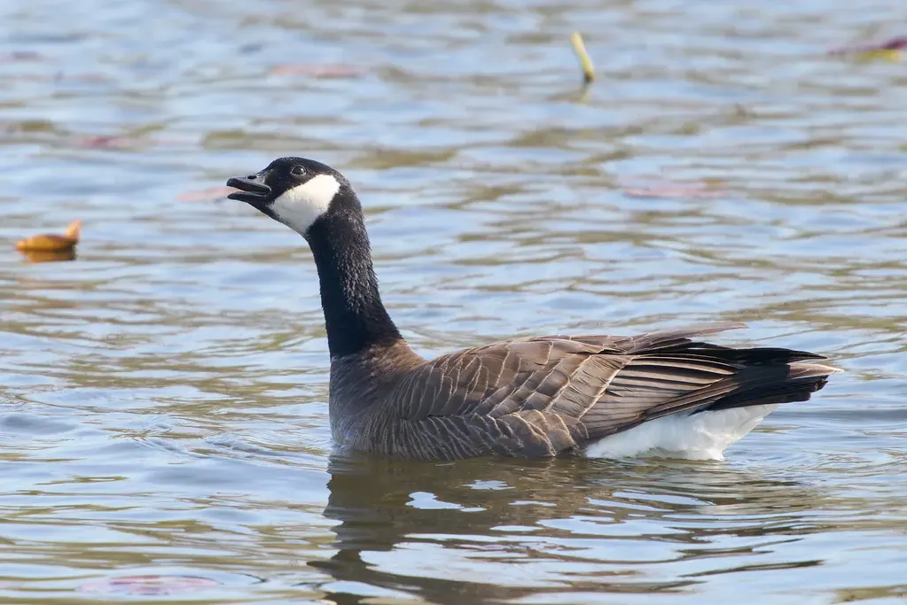 Cackling goose