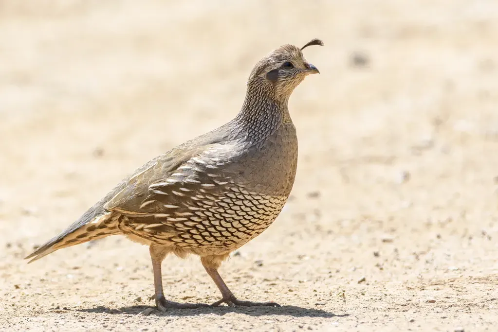California quail