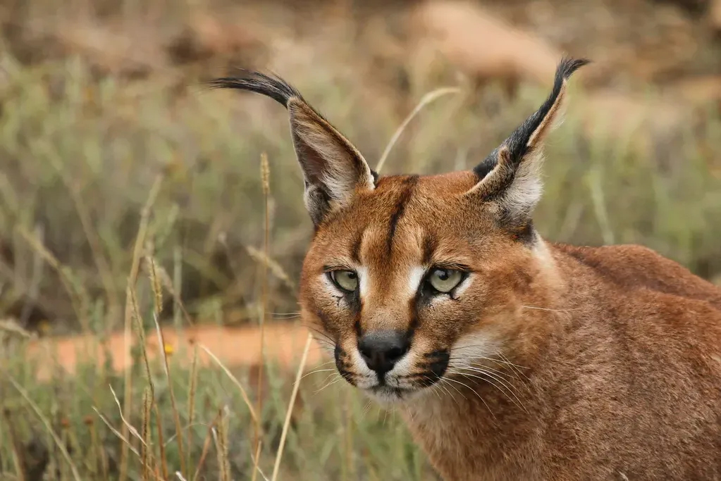 Caracal