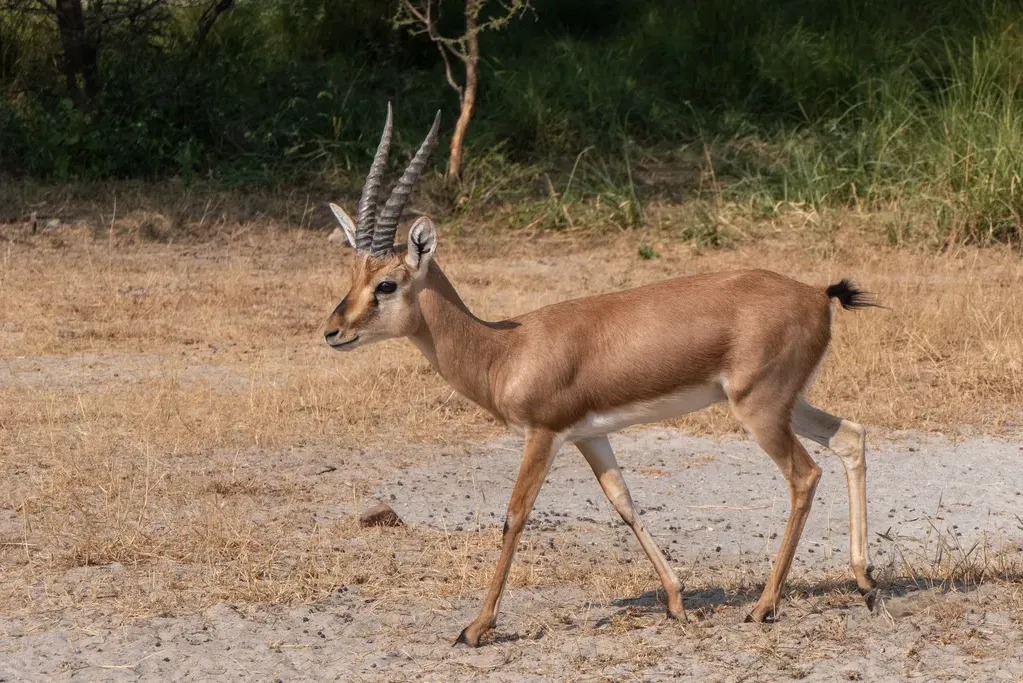 Chinkara