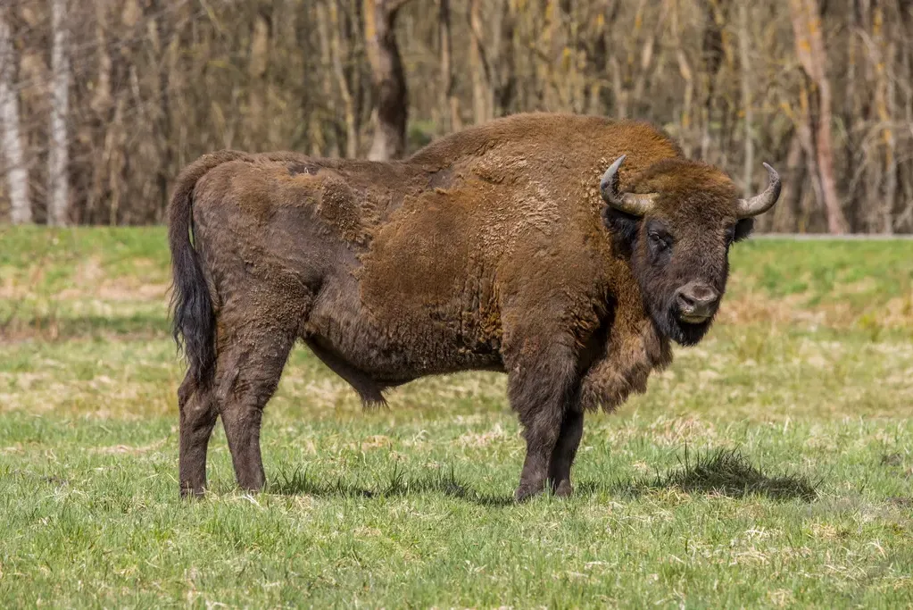 European bison