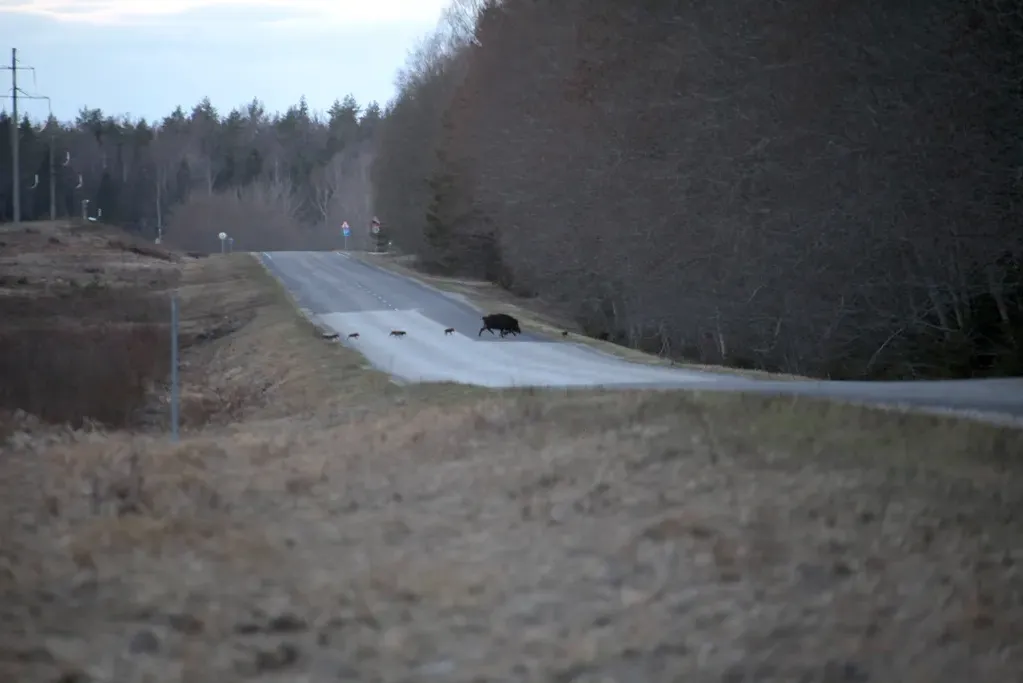 Feral hog