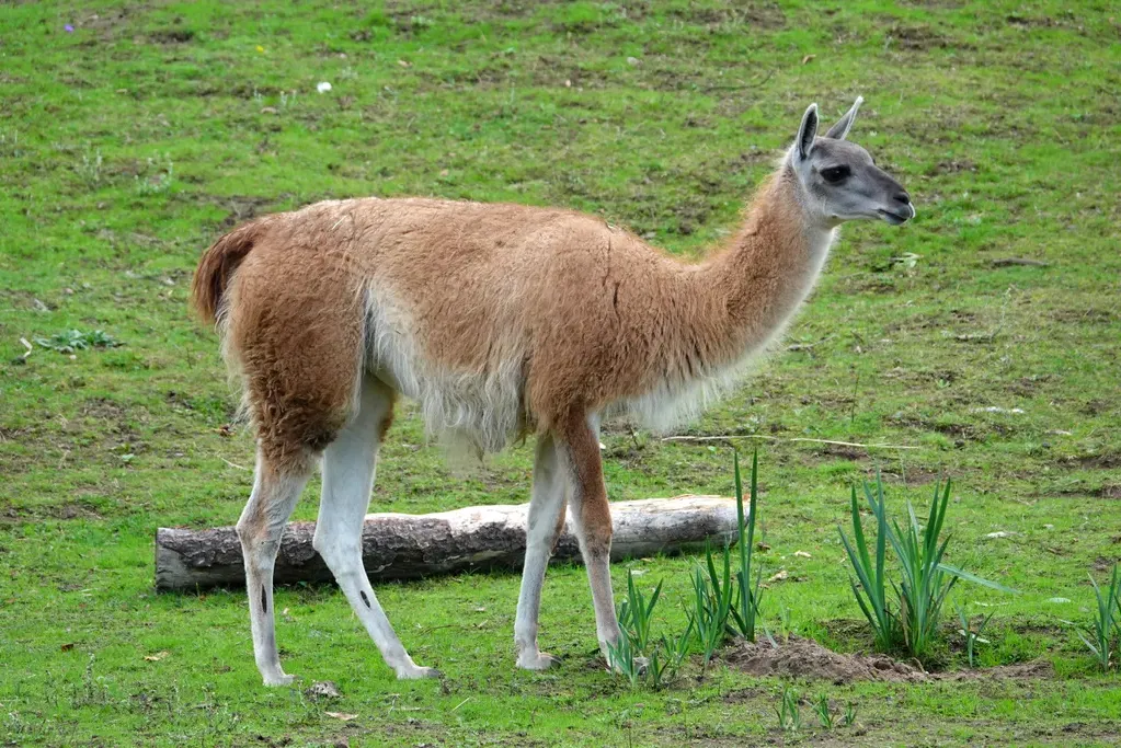 Guanaco