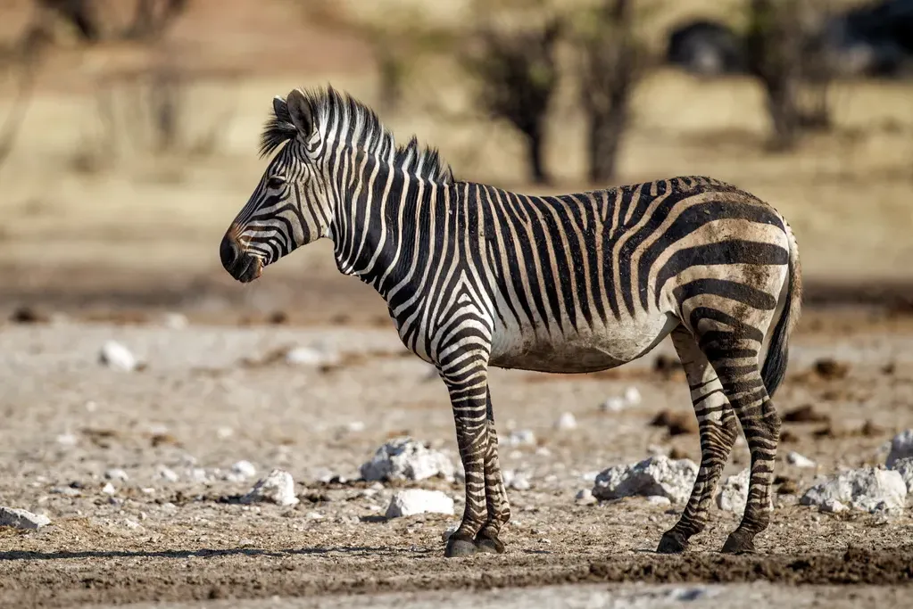 Hartmann’s mountain zebra