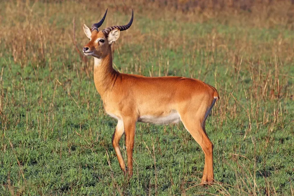 Kob