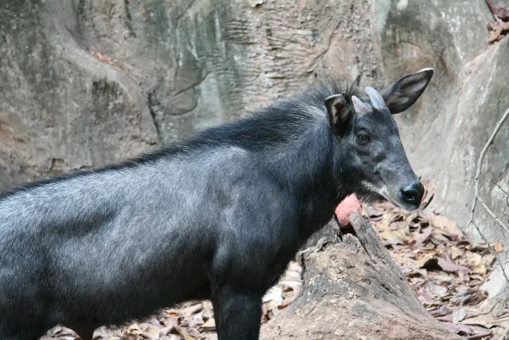 Mainland serow