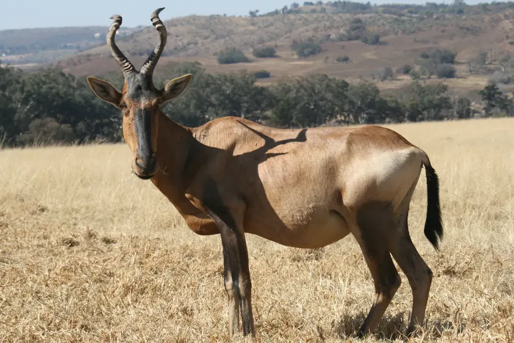 Red hartebeest