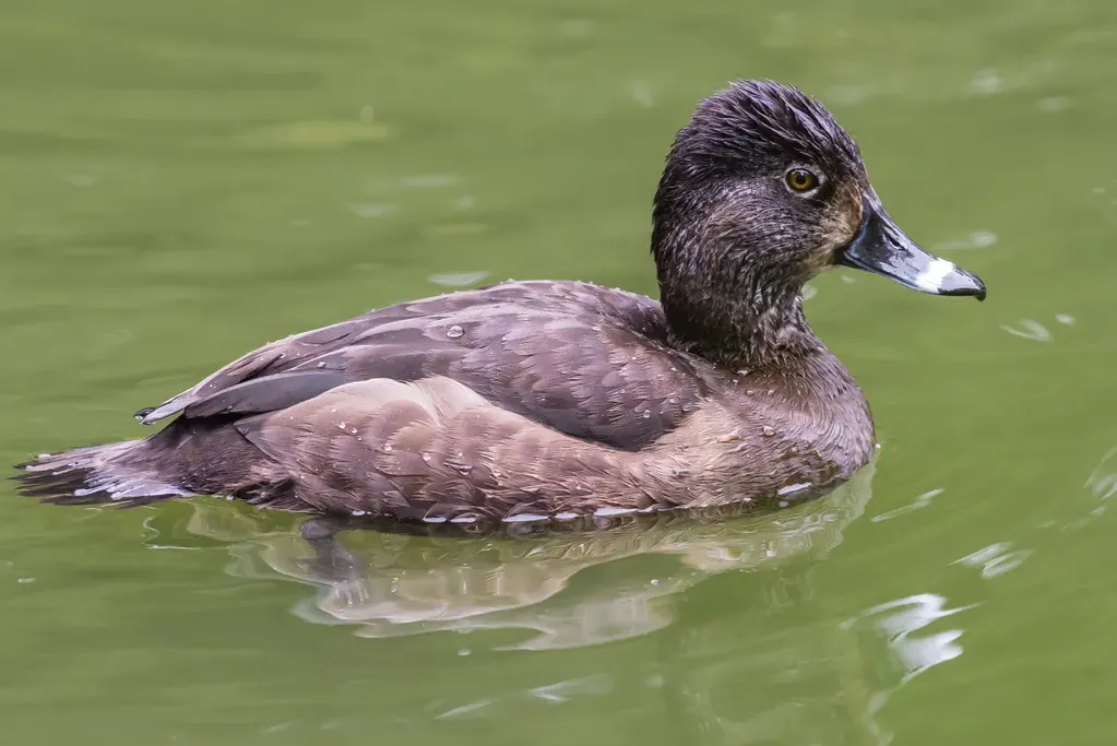 Ring-necked duck
