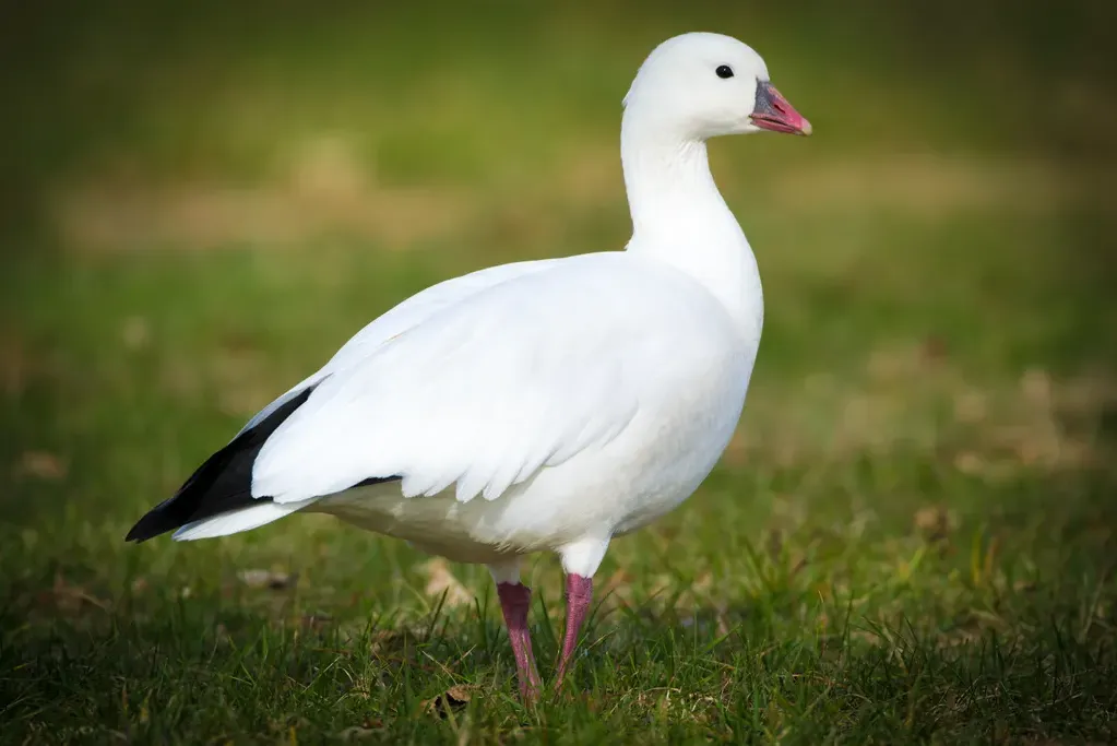 Ross’s goose
