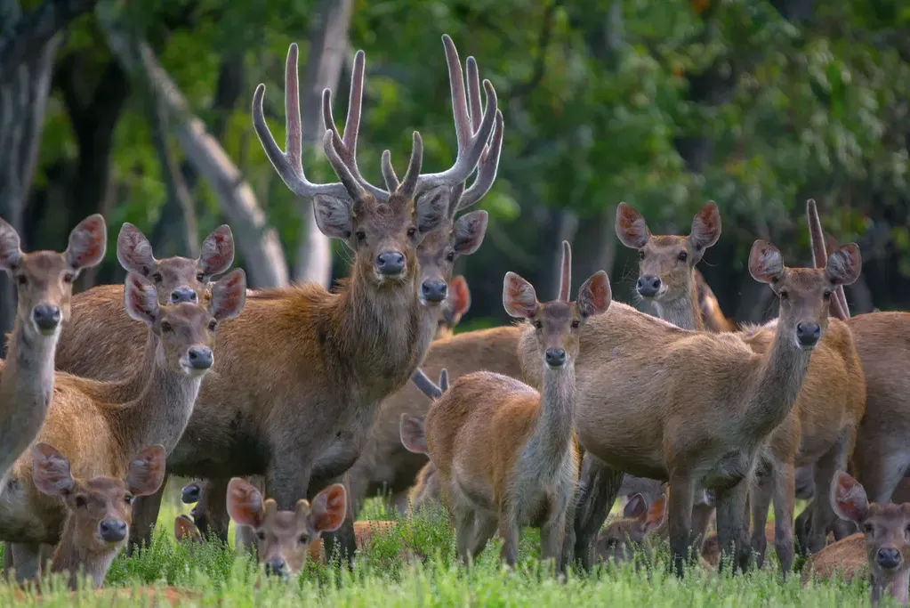 Rusa deer