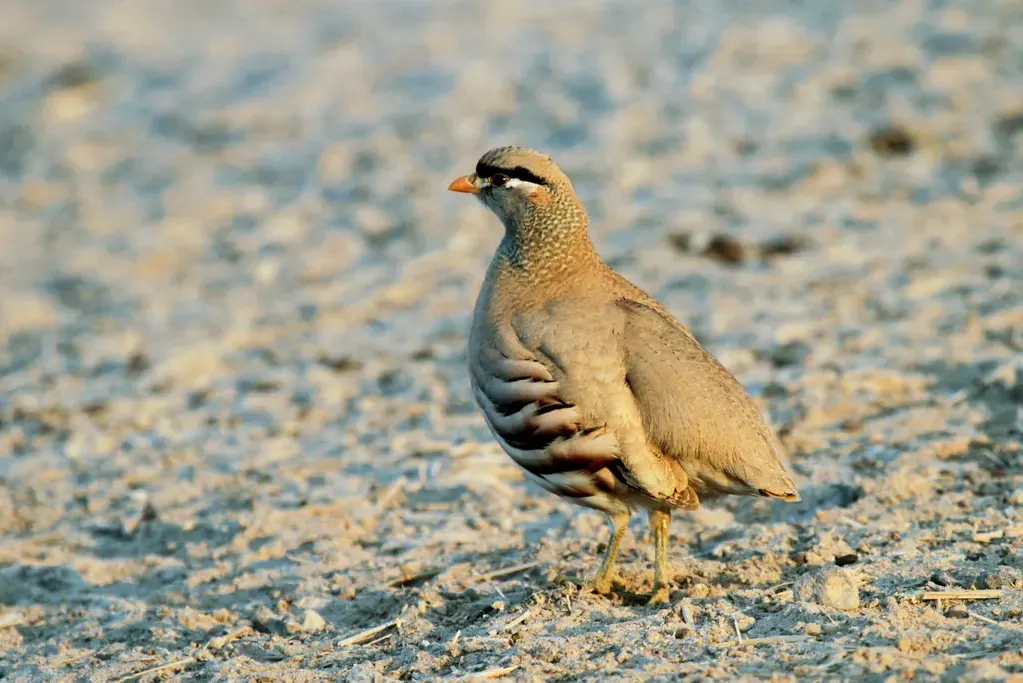 See-see partridge