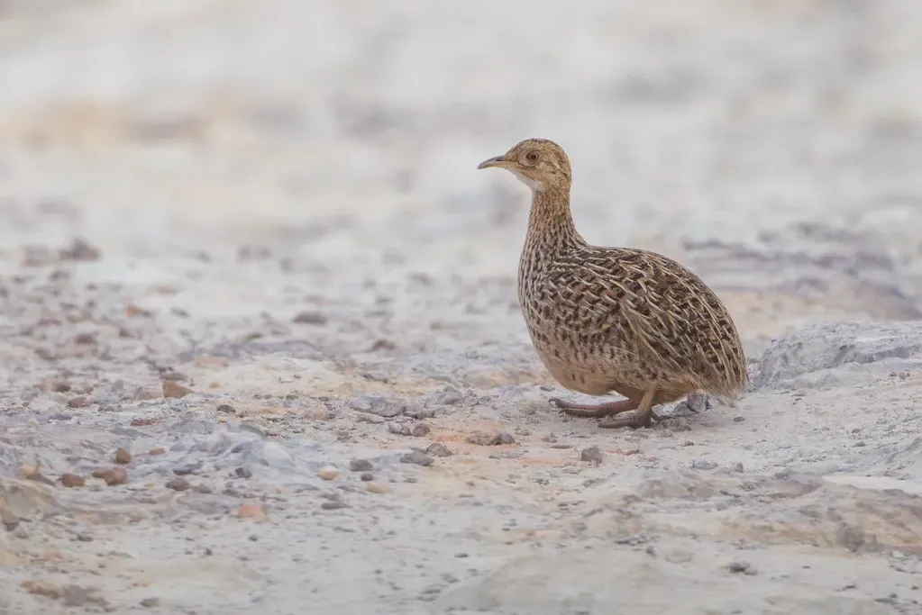 Spotted nothura (perdiz)