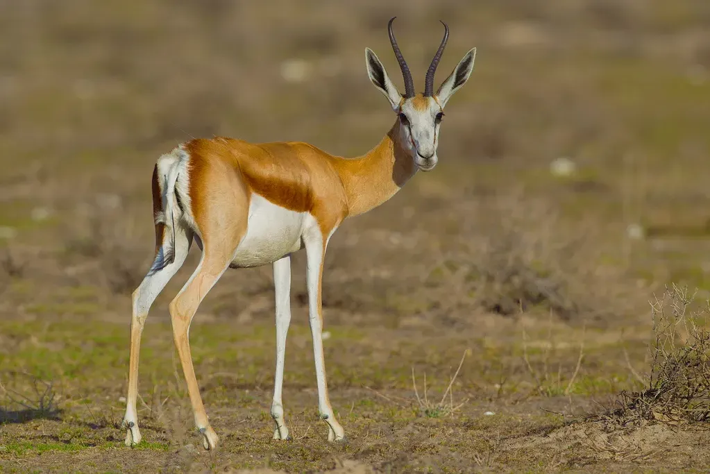 Springbock