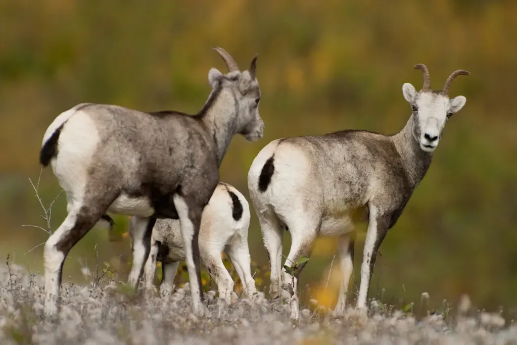 Stone sheep