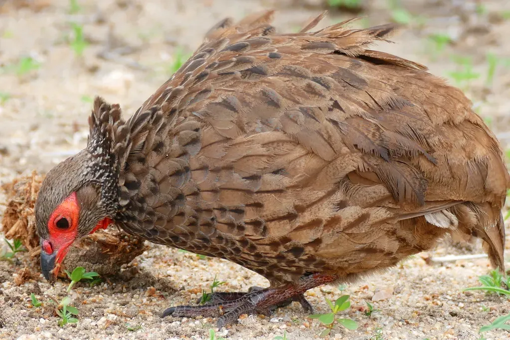 Swainson’s spurfowl
