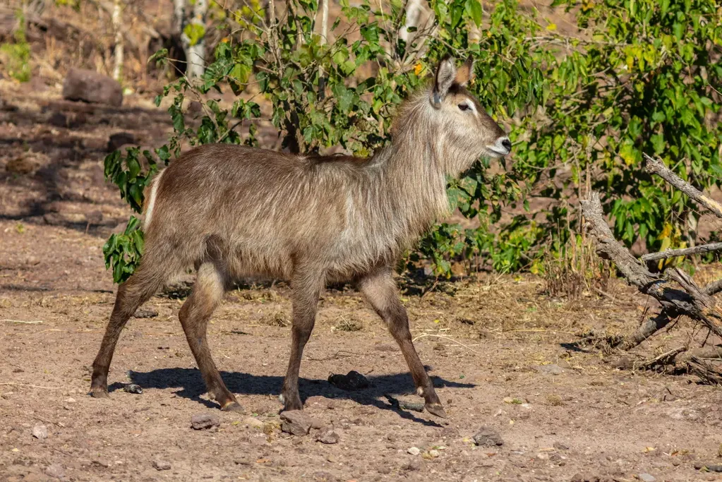 Ellipsvattenbock