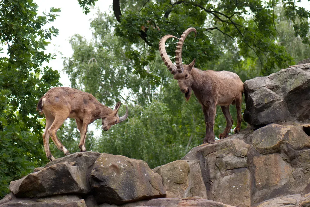 Siberian ibex