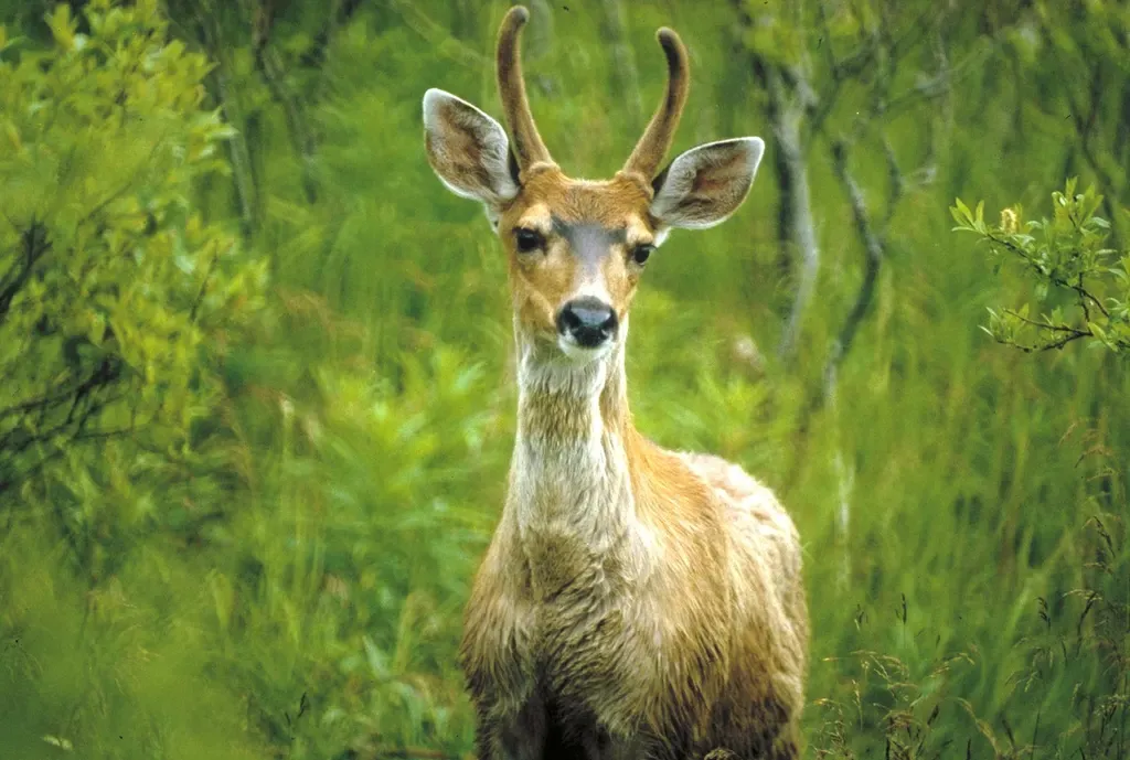 Sitka blacktail deer