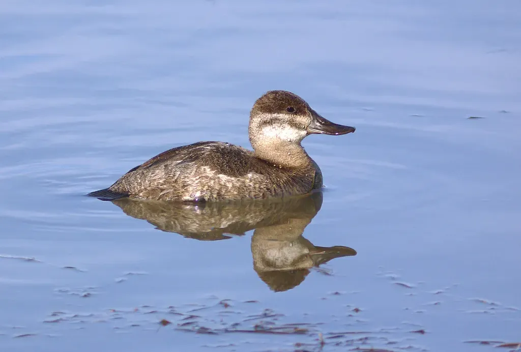 Ruddy duck
