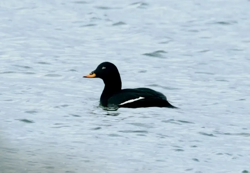 Velvet scoter
