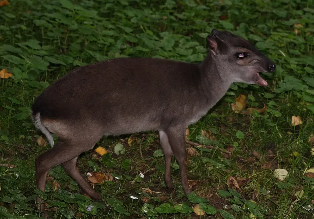 Blue duiker