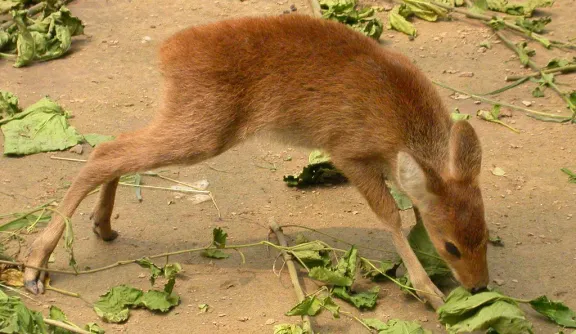 Chinese water deer