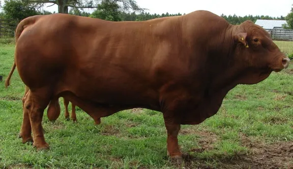 Feral cattle (scrub bull)