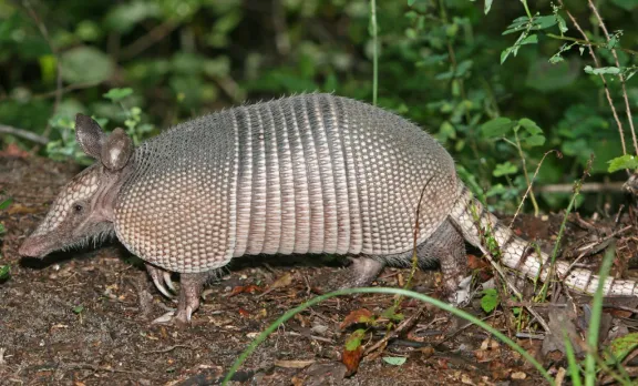 Nine-banded armadillo