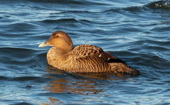 Common eider